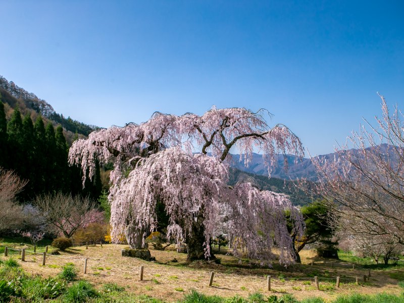 弁天さんのしだれ桜
