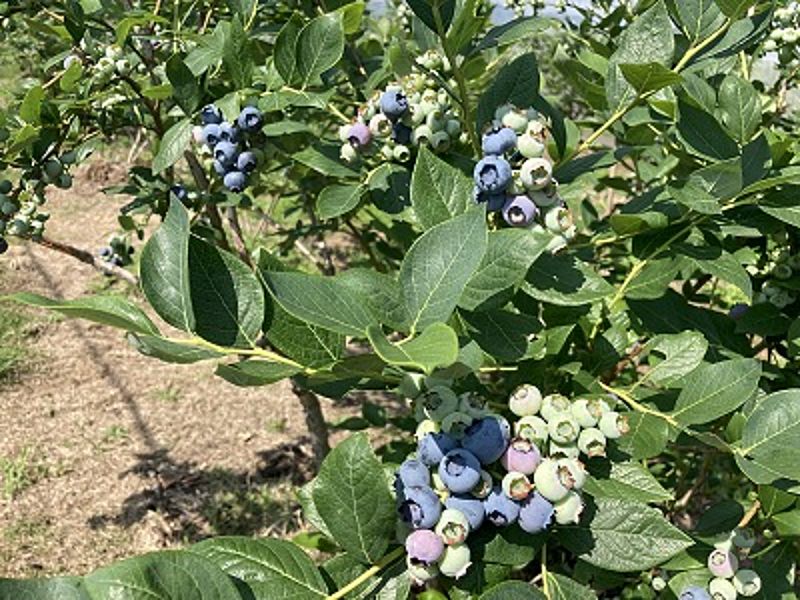 そのさとブルーベリー農園