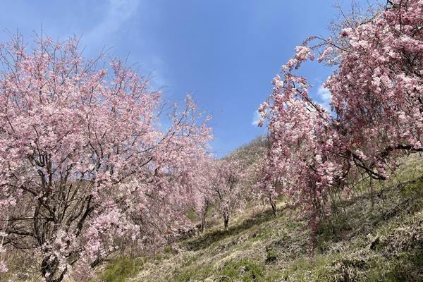 里山の桜 in 坂田山