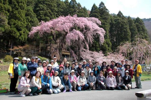 大日向観音堂（夫婦しだれ桜）