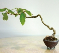 SHOUZAN-EN 松山園 悠遊BONSAI