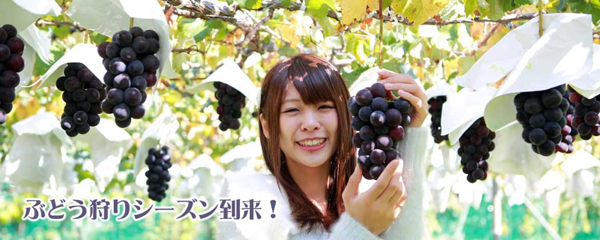 ぶどう狩り