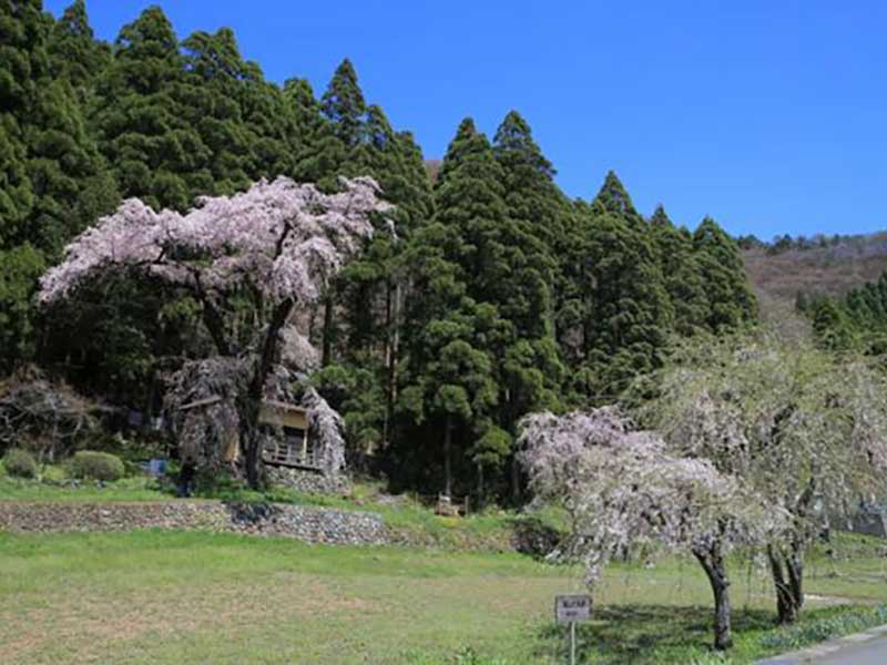 大日向観音堂のしだれ桜