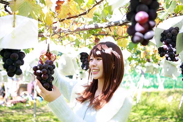 (13)ぶどう狩り