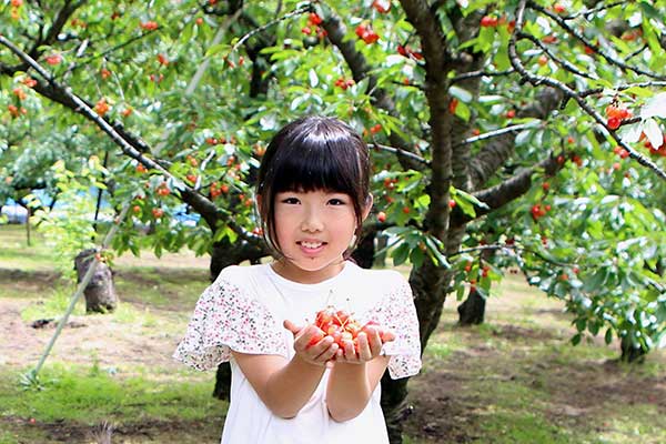 (20)さくらんぼ狩り