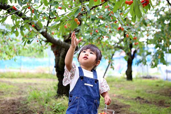 (21)さくらんぼ狩り