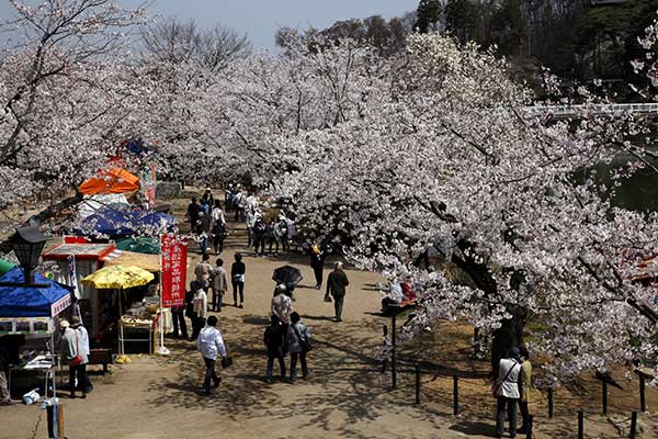 (3)臥竜公園の桜