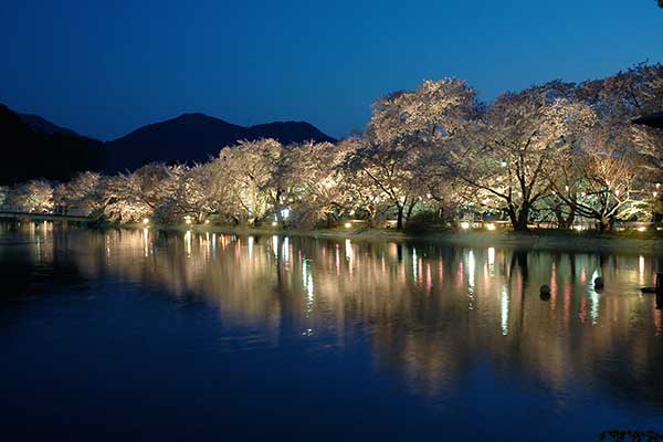 (4)臥竜公園_夜桜