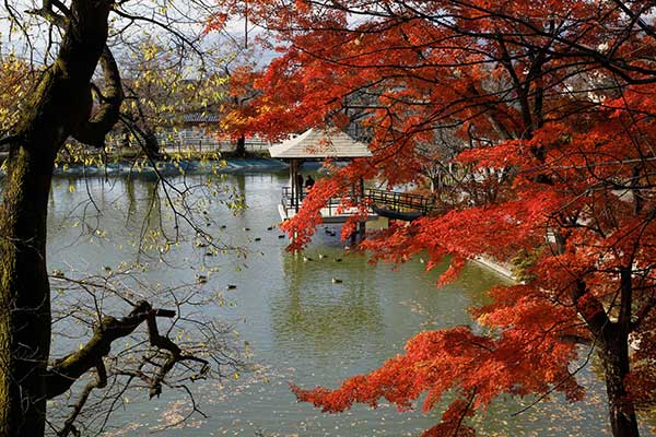 (5)臥竜公園の紅葉