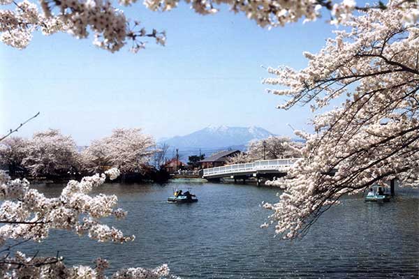 (7)臥竜公園の桜
