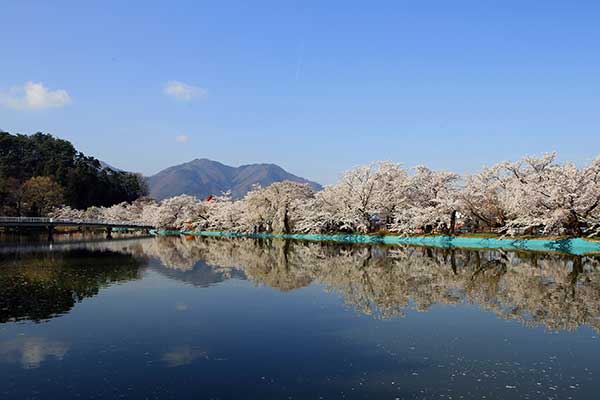 (37)臥竜公園の桜