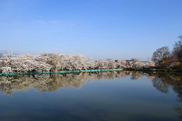 (38)臥竜公園の桜