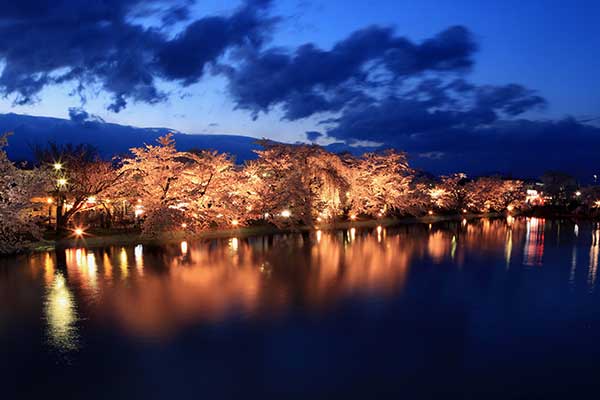 (43)臥竜公園の桜