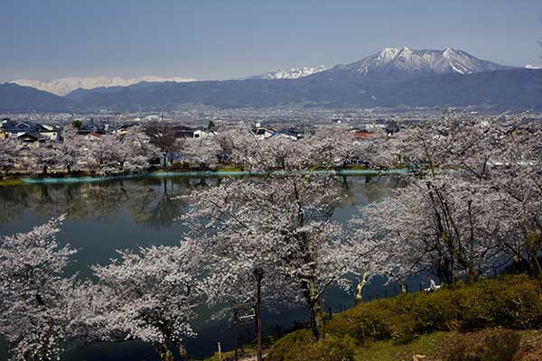 (48)臥竜公園の桜