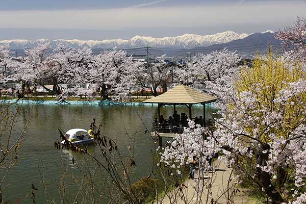(49)臥竜公園の桜