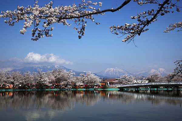 (55)臥竜公園の桜