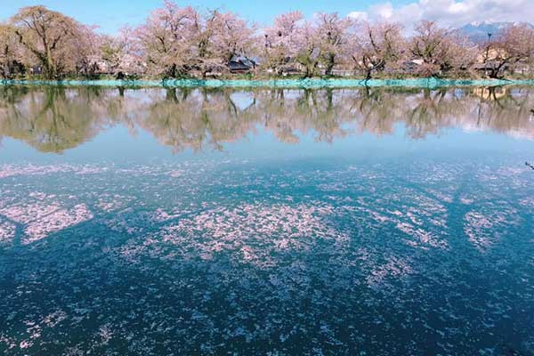 (56)臥竜公園の桜