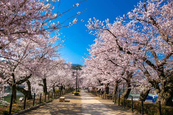 (58)臥竜公園の桜