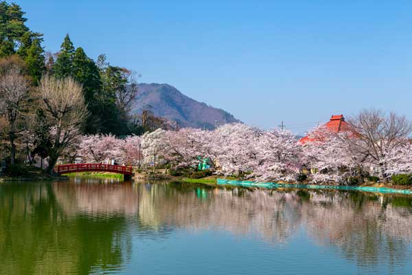 (60)臥竜公園の桜