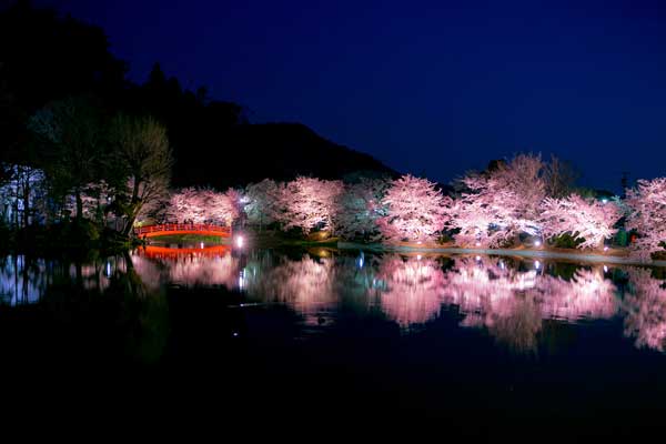 (67)臥竜公園の桜