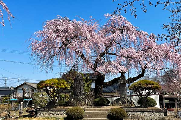 (76)臥竜公園の桜