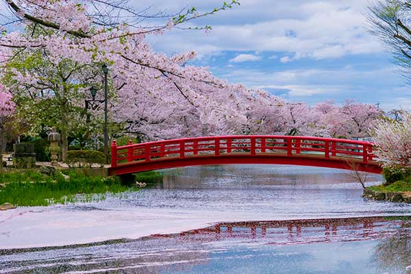 (77)臥竜公園の桜