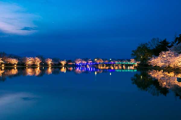 (78)臥竜公園の桜