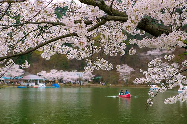 (80)臥竜公園の桜