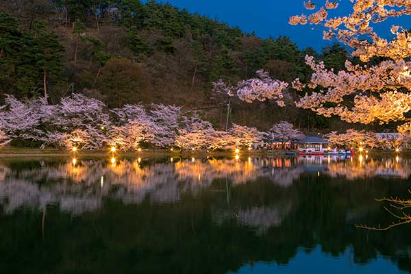 (82)臥竜公園の桜