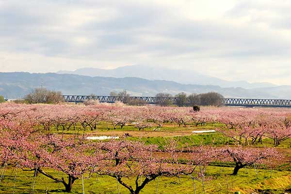 (5)福島モモ畑