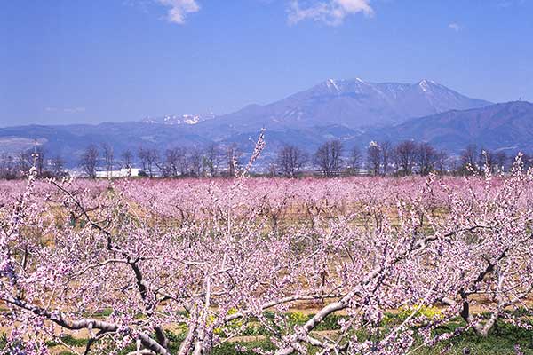 (7)福島モモ畑
