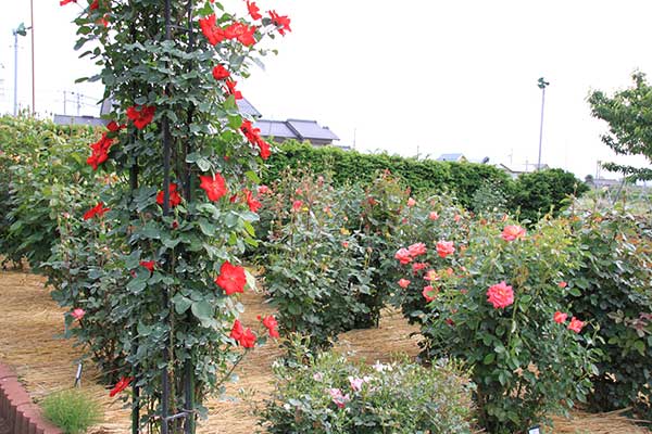 (4)オープンガーデン