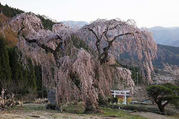 (1)弁天さんの桜