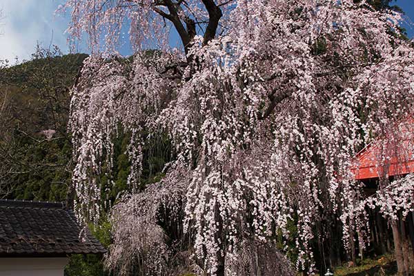 (3)長妙寺さくら