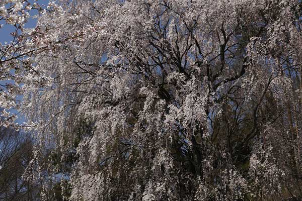 (17)洞入観音堂 の桜