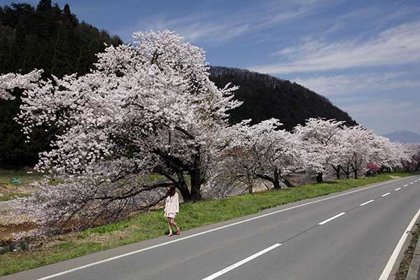 (19)仁礼の桜並木