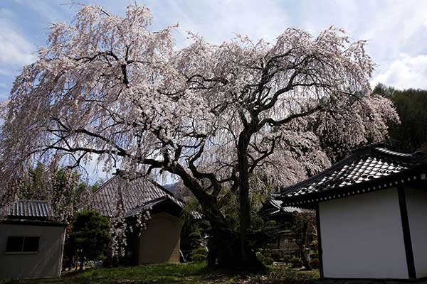 (21)萬竜寺の桜