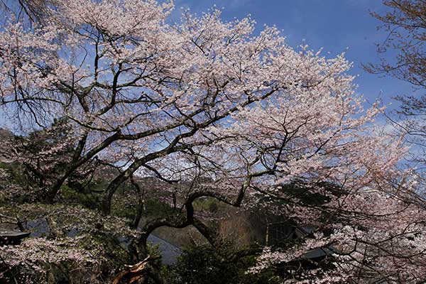 (22)高顕寺の桜