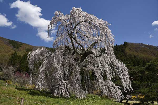 (28)弁天さんの桜