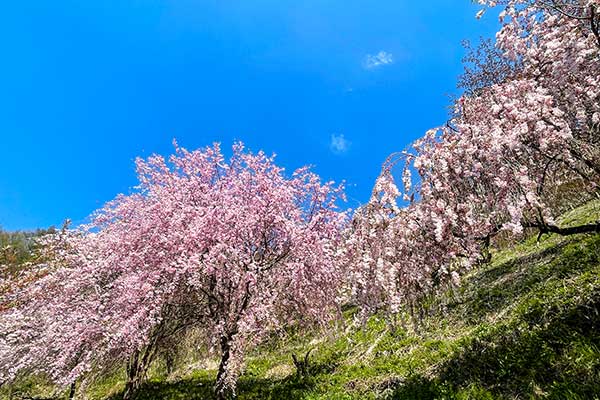 (30)坂田山の桜