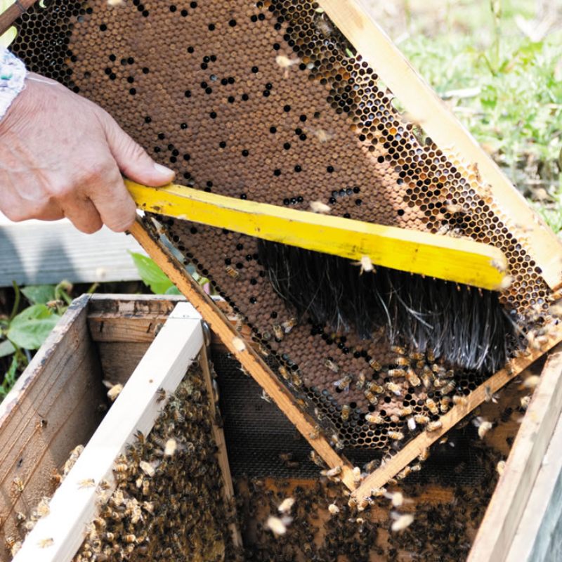 採蜜（蜂場）体験