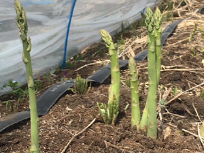 アスパラ収穫体験、ブルーベリー摘み取り