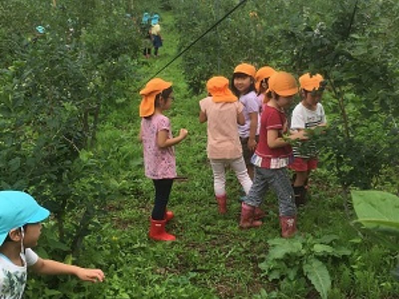 アスパラ収穫体験、ブルーベリー摘み取り