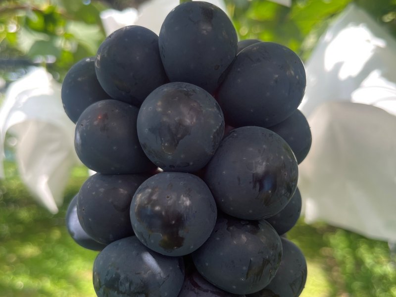 信州須坂太田農園