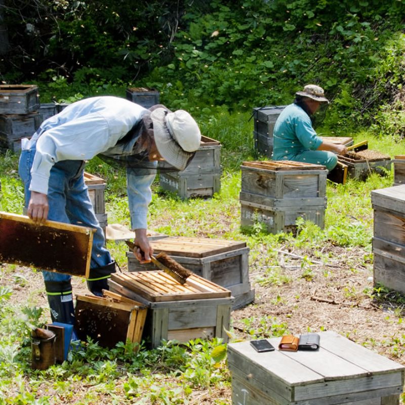 採蜜（蜂場）体験