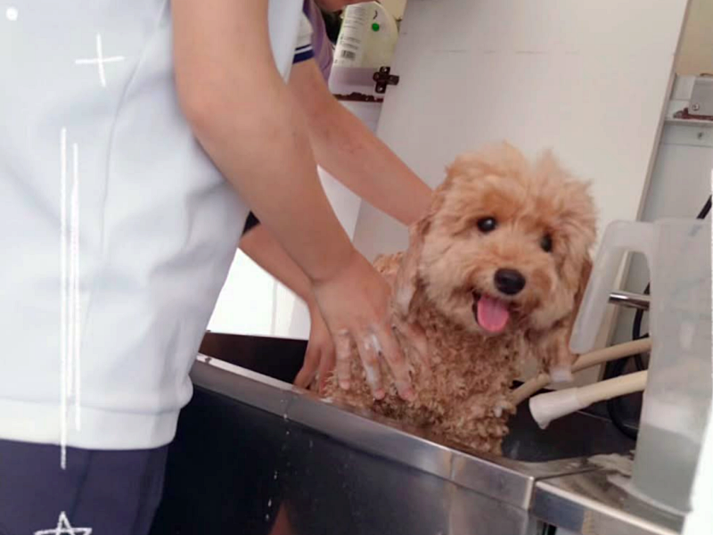 シャンプー体験