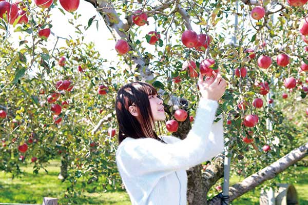 りんご葉摘み体験