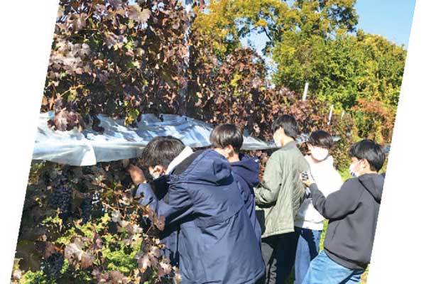 ワイン葡萄の収穫体験