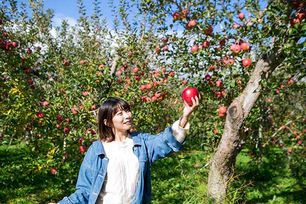 りんごの収穫体験