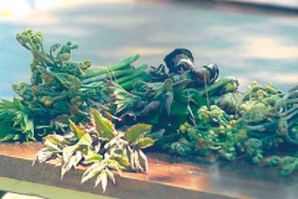 山菜天ぷら野外体験